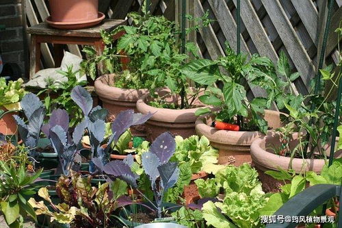 阳台小菜园动手指南 在家也能吃到有机蔬菜